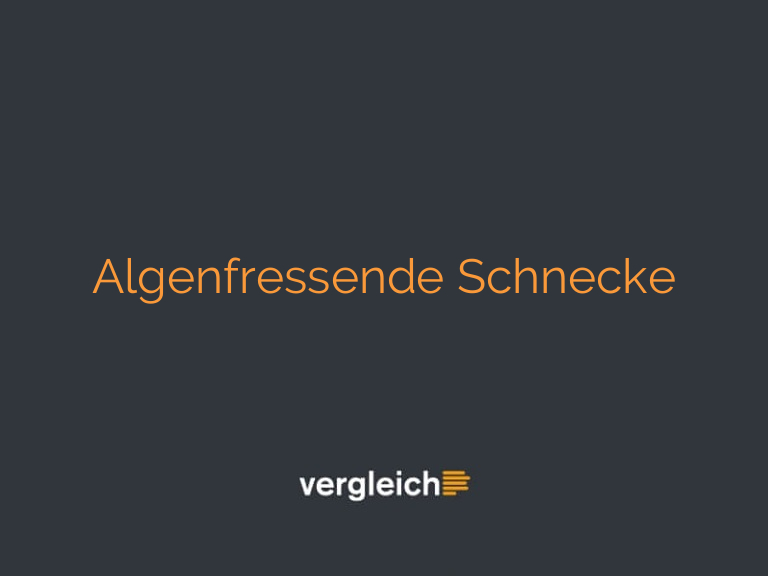 Algenfressende Schnecke