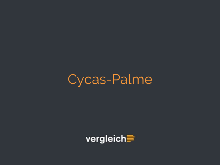 Cycas-Palme